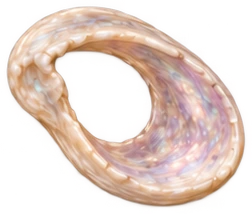 bone-15