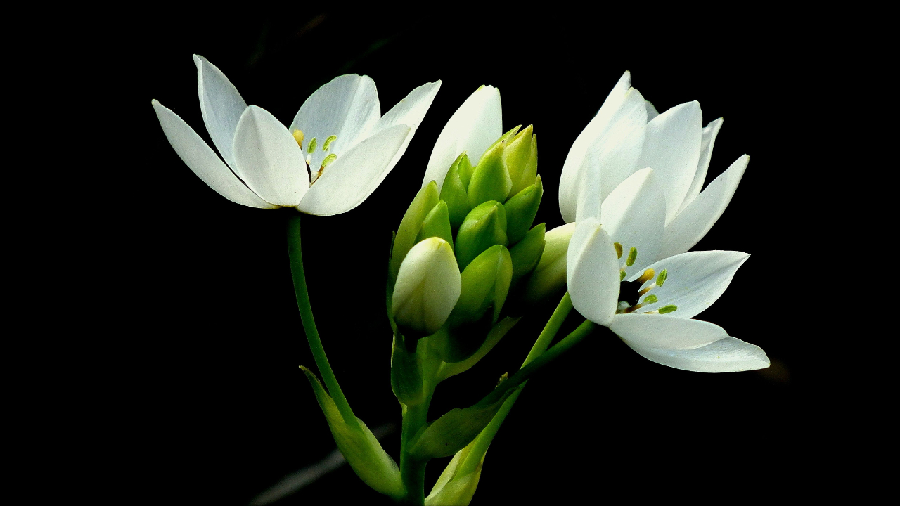 an image of a white flower blooming on a black background