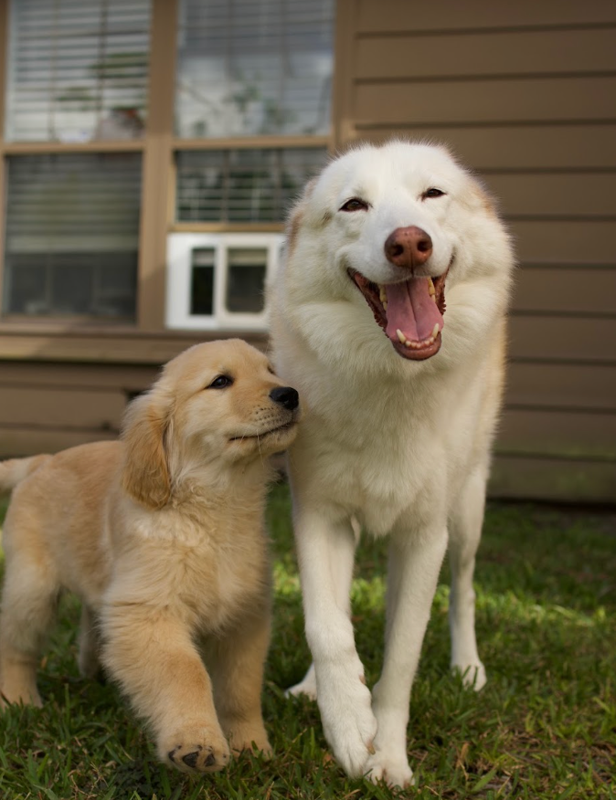 Happy white dog and golden retriever puppy standing together on the grass