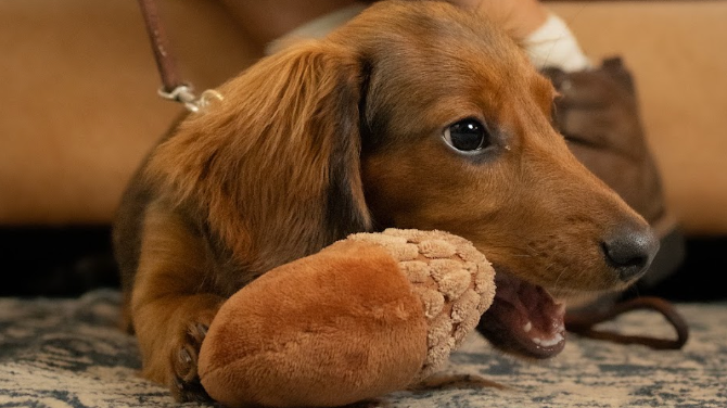 A dachshund puppy relaxing with a toy at Savanah's feet