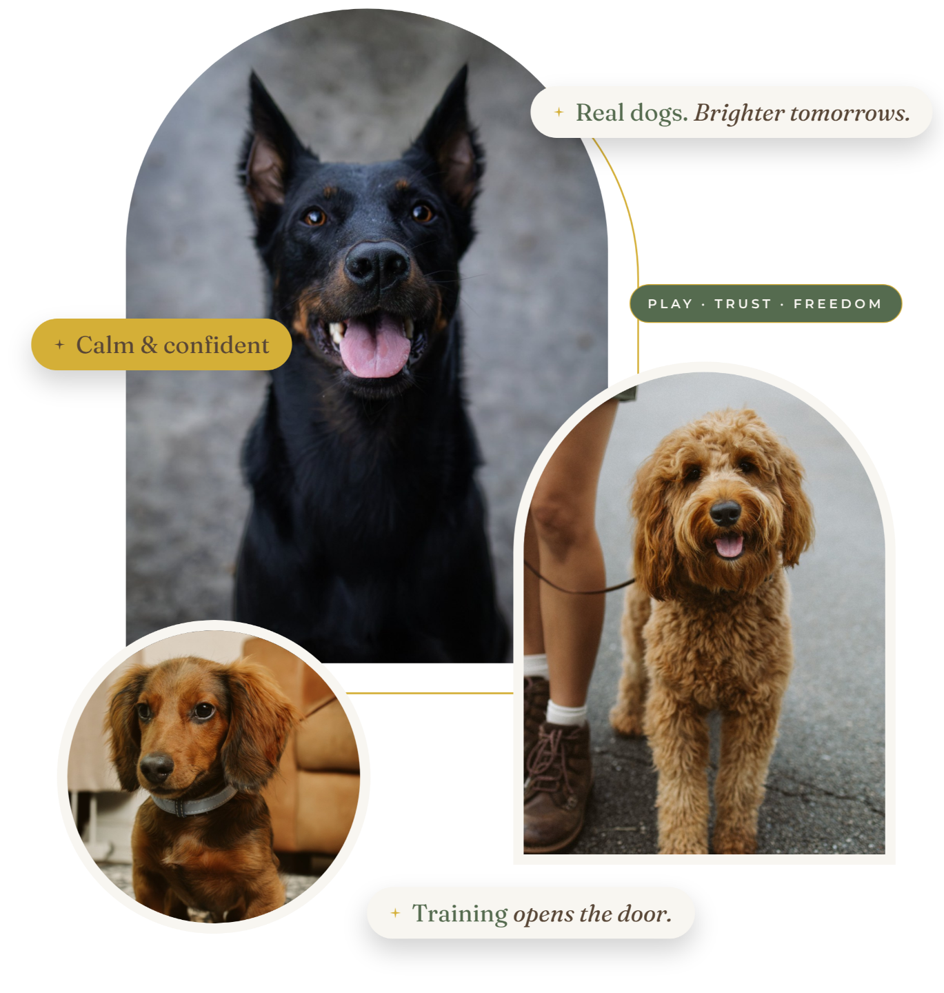 Collage of a Doberman, a goldendoodle on a leash, and a dachshund puppy trained by Golden Door Dog Training