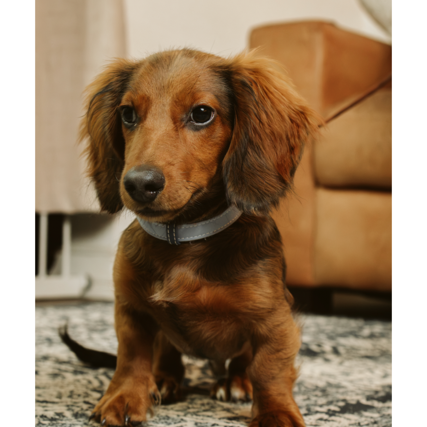 Dachshund puppy sitting on a rug at home