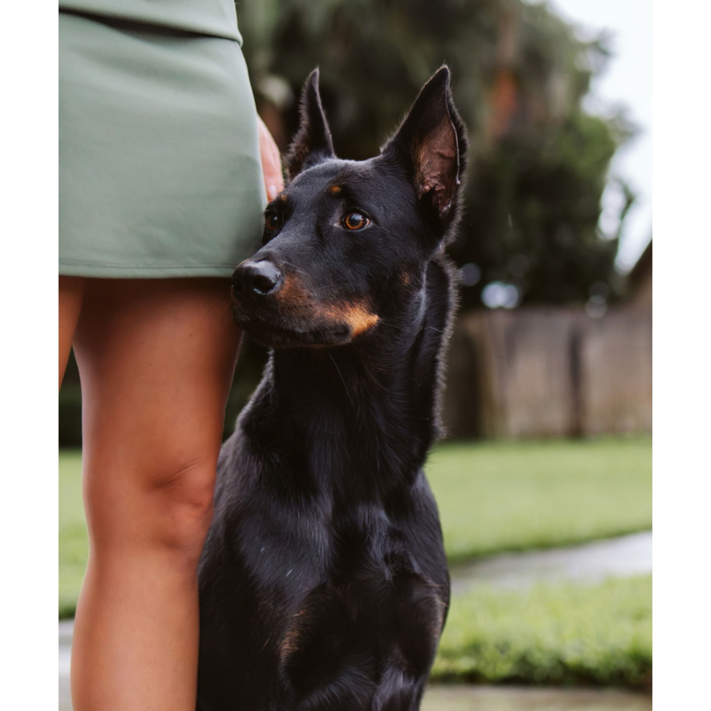 Black shepherd dog sitting calmly beside its owner