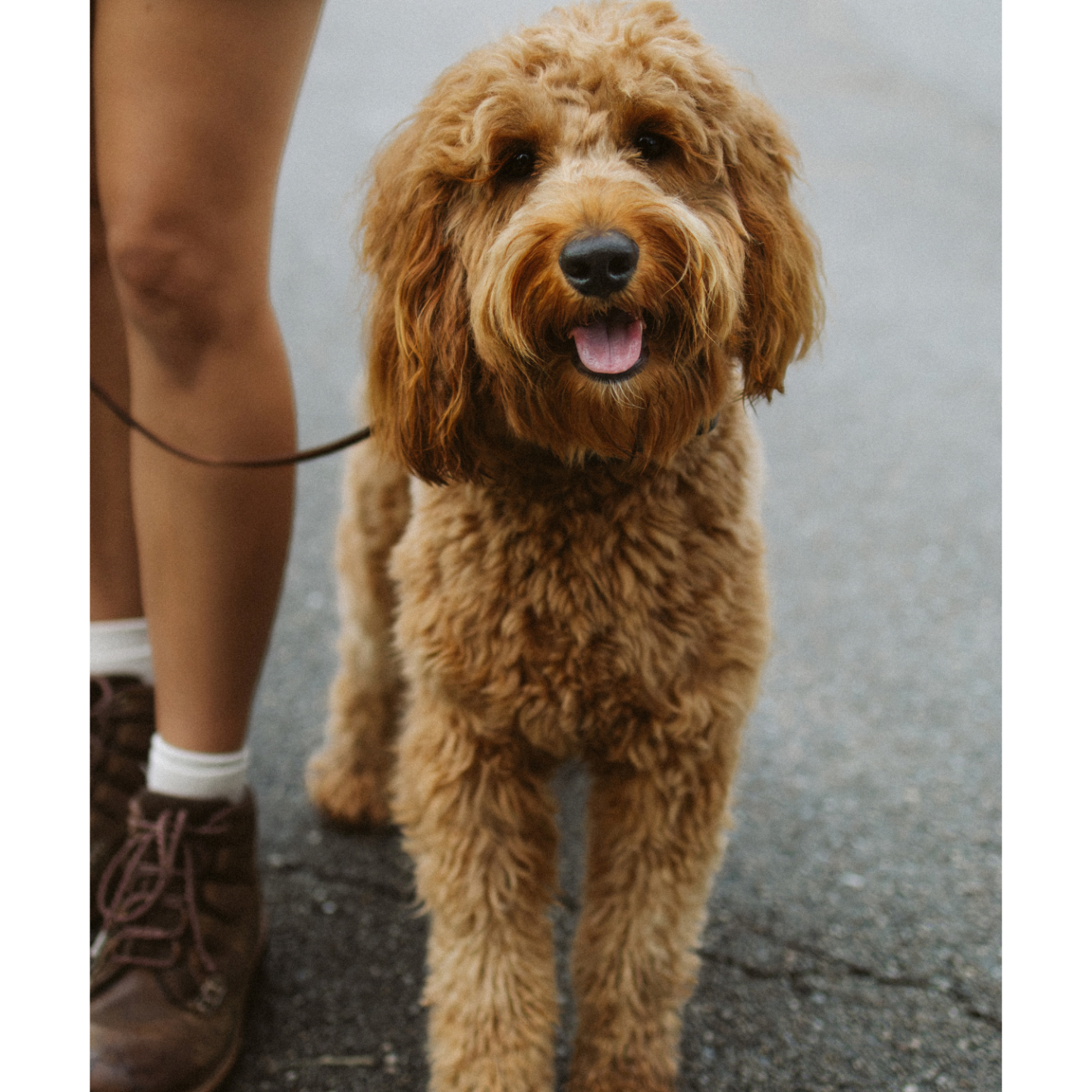 Goldendoodle on a leash looking up during a walk