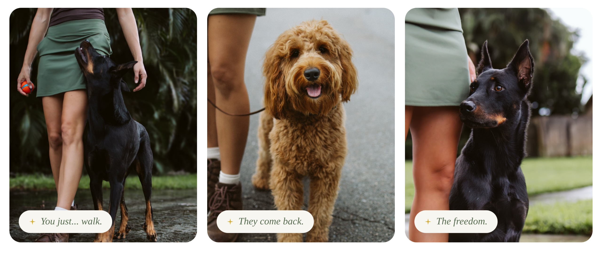 Three photos of well-trained dogs walking calmly beside their owner: a Doberman, a goldendoodle, and a black shepherd