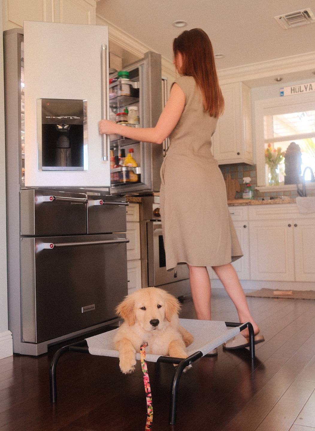 Golden retriever puppy resting calmly on a dog cot in the kitchen while its owner opens the fridge