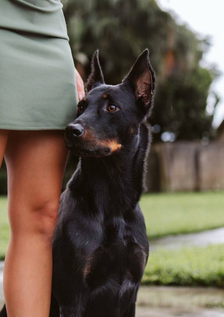 Savanah on a walk, her dog looking up at her