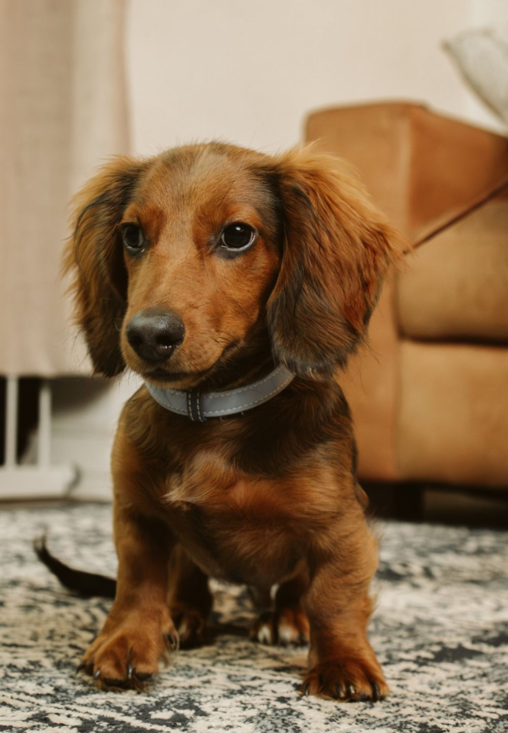 Dachshund puppy sitting on a rug at home