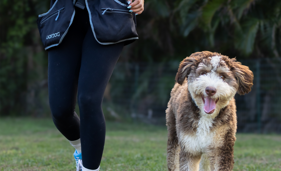 A happy doodle walking beside Savannah