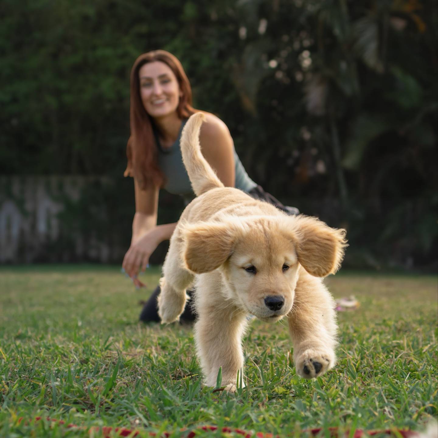 Savanah in the grass with a golden retriever puppy running toward the camera