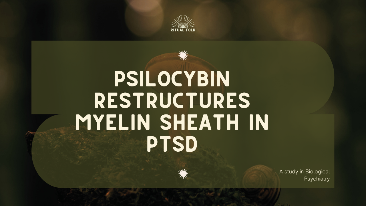 single orange mushroom in dark green forest, 'psilocybin restructures myelin sheath in PTSD' title