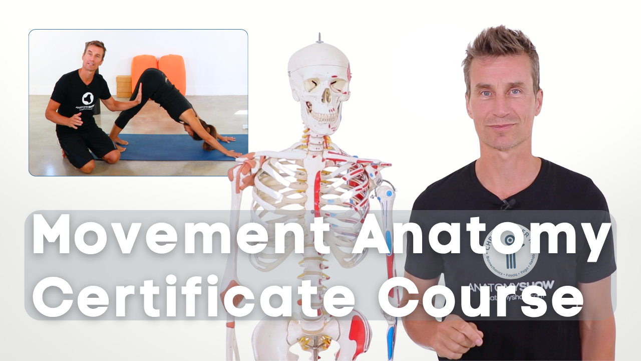 Movement Anatomy Certification Course image