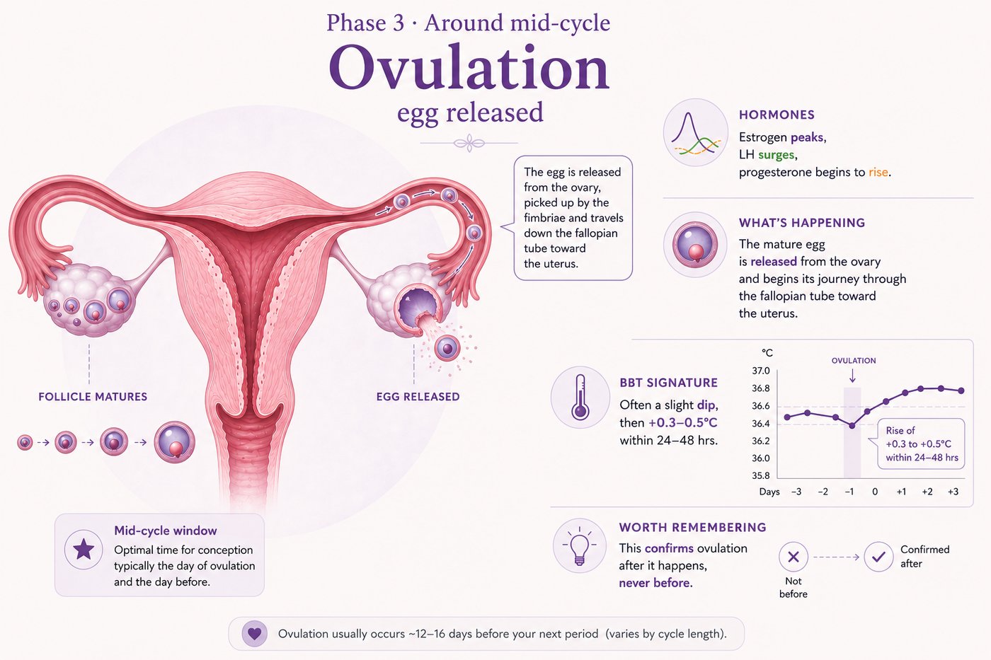 Phase 3, Ovulation: around mid-cycle. Estrogen peaks, LH surges, progesterone begins to rise. The mature egg is released. BBT often a slight dip then a rise of 0.3 to 0.5°C within 24 to 48 hours. Confirms ovulation after it happens, never before.
