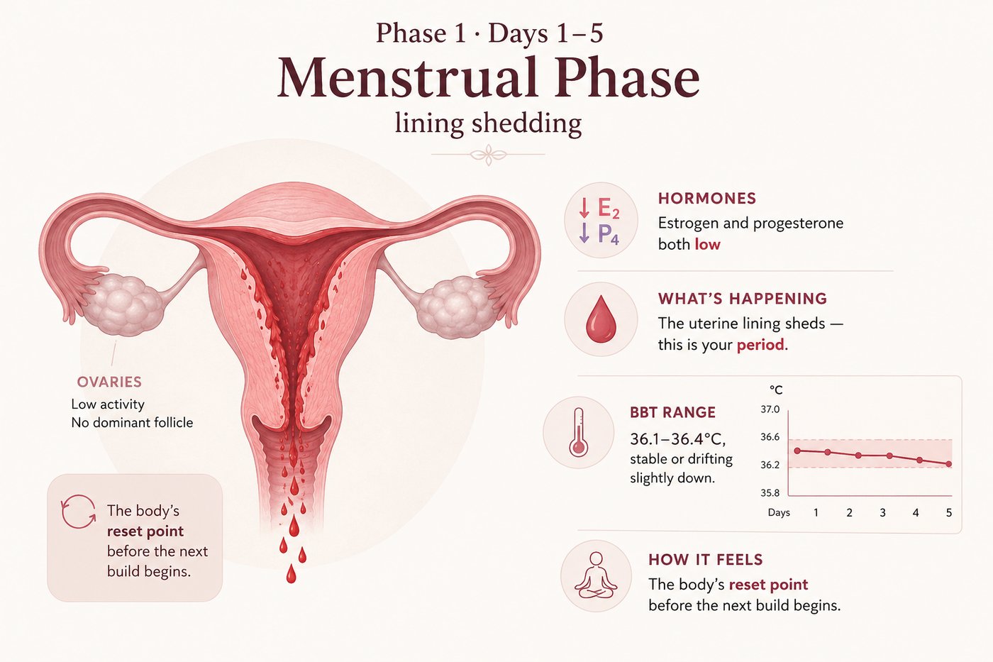 Phase 1, Menstrual phase: days 1 to 5. Estrogen and progesterone both low. The uterine lining sheds — this is your period. BBT 36.1 to 36.4°C, stable or drifting slightly down. The body's reset point before the next build begins.