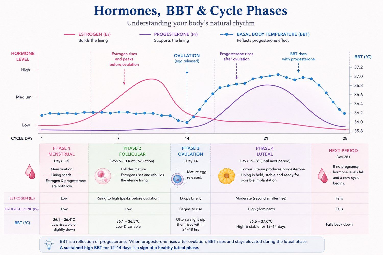 Hormones, BBT and cycle phases. A combined chart showing estrogen, progesterone, and basal body temperature across a 28 day cycle, with five phases below: menstrual, follicular, ovulation, luteal, and next period, each with hormone levels and BBT ranges.