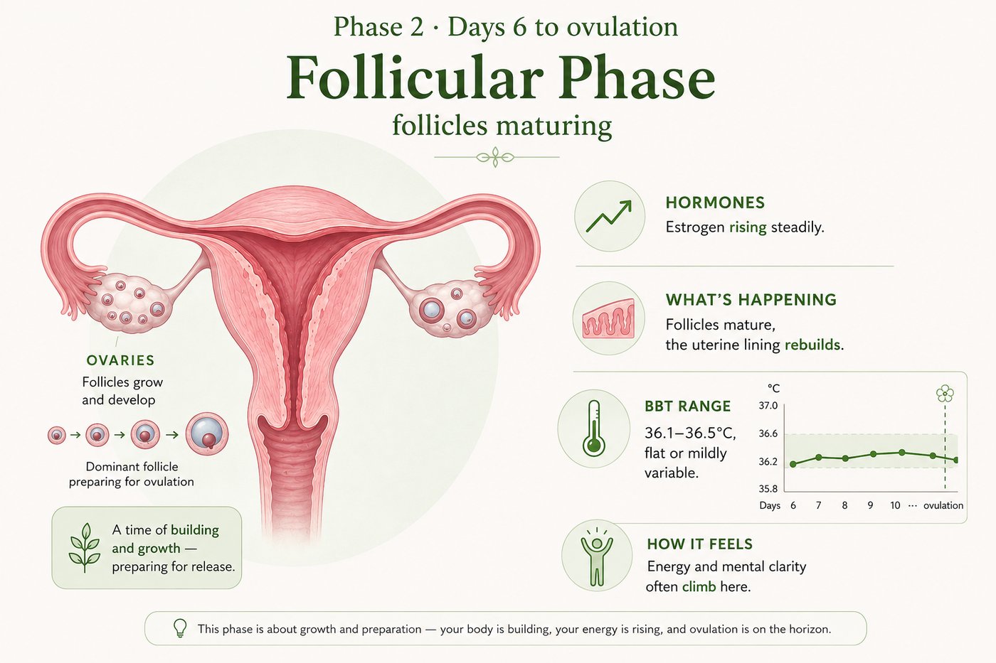 Phase 2, Follicular phase: days 6 to ovulation. Estrogen rising steadily. Follicles mature, the uterine lining rebuilds. BBT 36.1 to 36.5°C, flat or mildly variable. Energy and mental clarity often climb here.