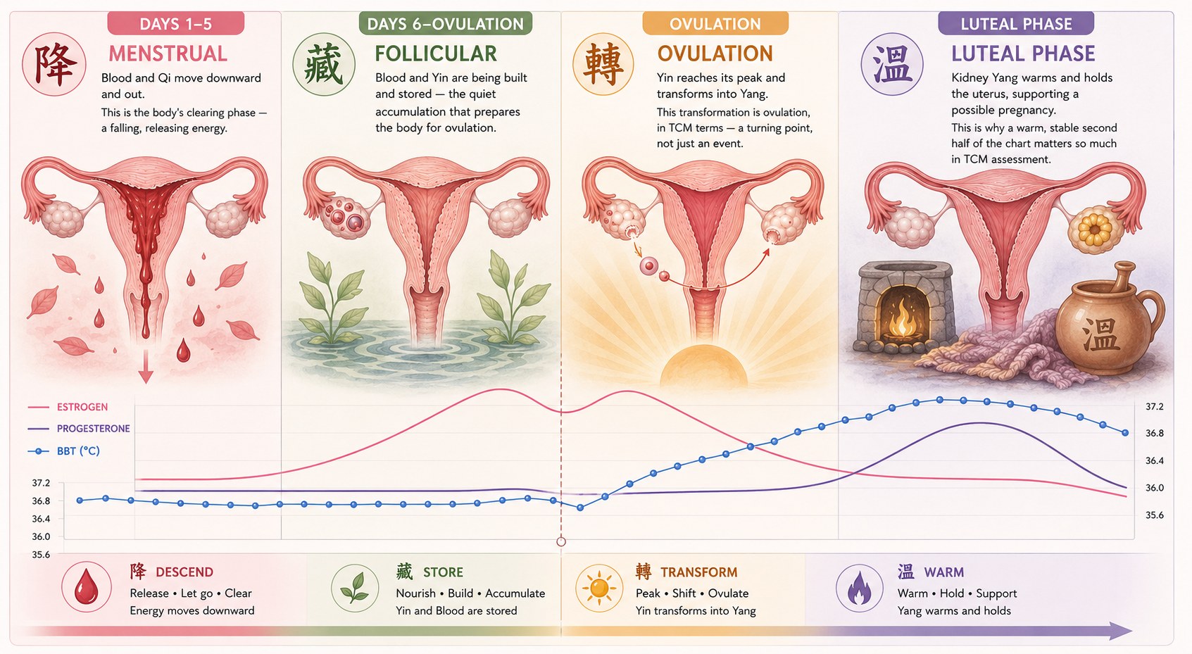 The four TCM phases mapped to the menstrual cycle. Menstrual phase: descend — blood and Qi move downward and out, the body's clearing phase. Follicular phase: store — blood and Yin are built and accumulated, preparing for ovulation. Ovulation: transform — Yin peaks and transforms into Yang, a turning point. Luteal phase: warm — Kidney Yang warms and holds the uterus, shown alongside estrogen, progesterone, and BBT curves across the same four phases.