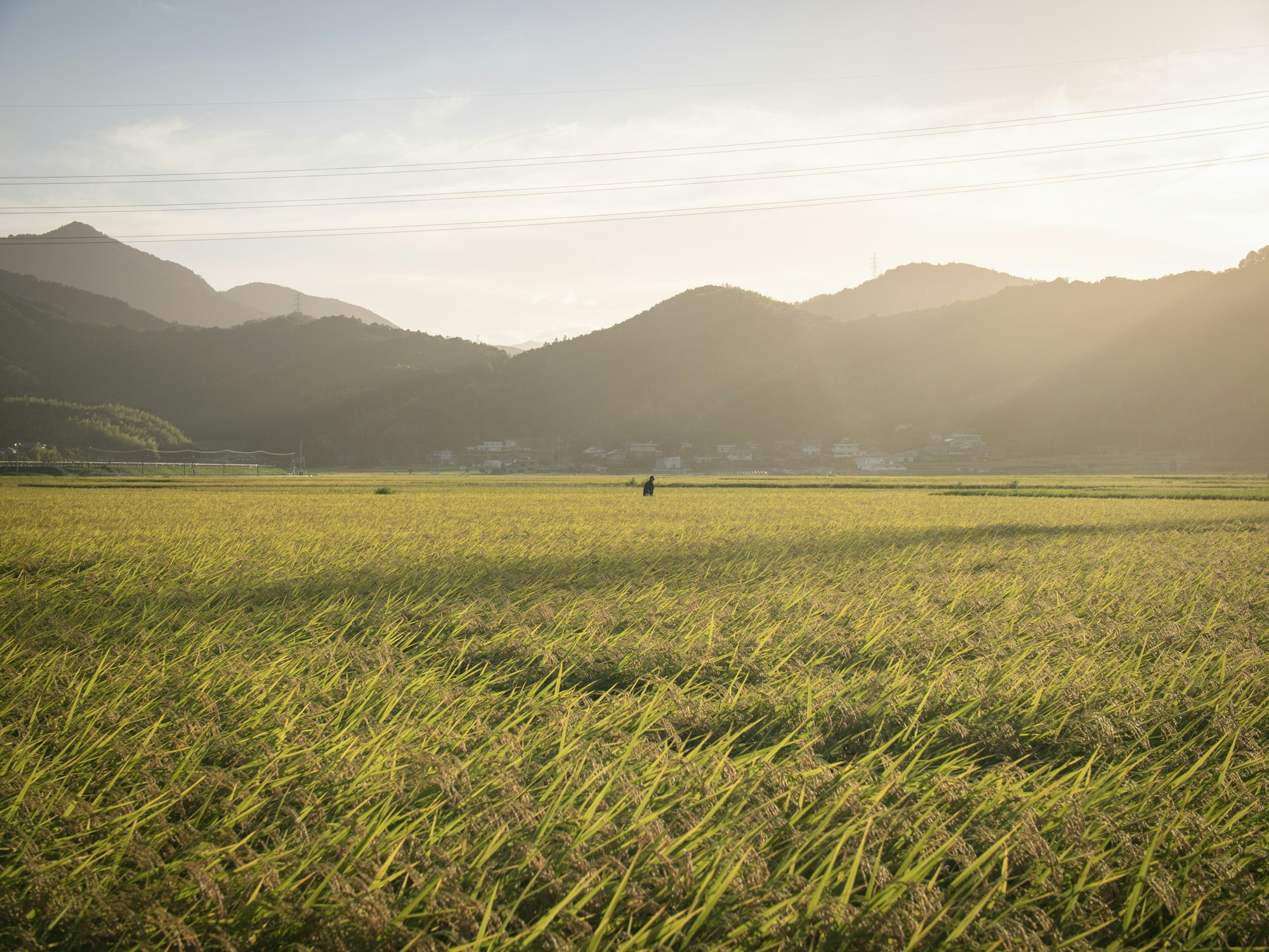 A lone farmer in a golden rice field with mountains behind