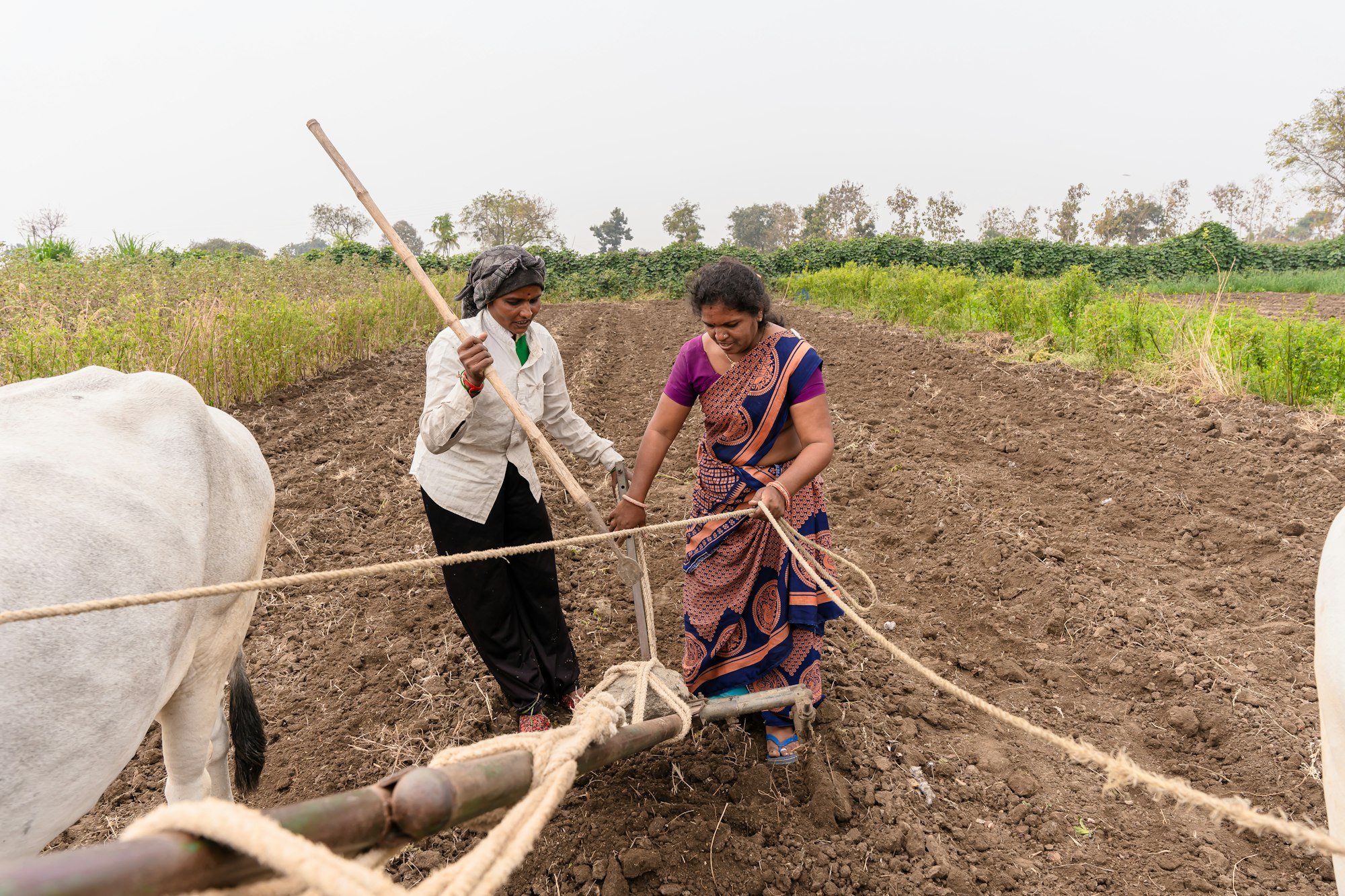 Two women plough a field with oxen
