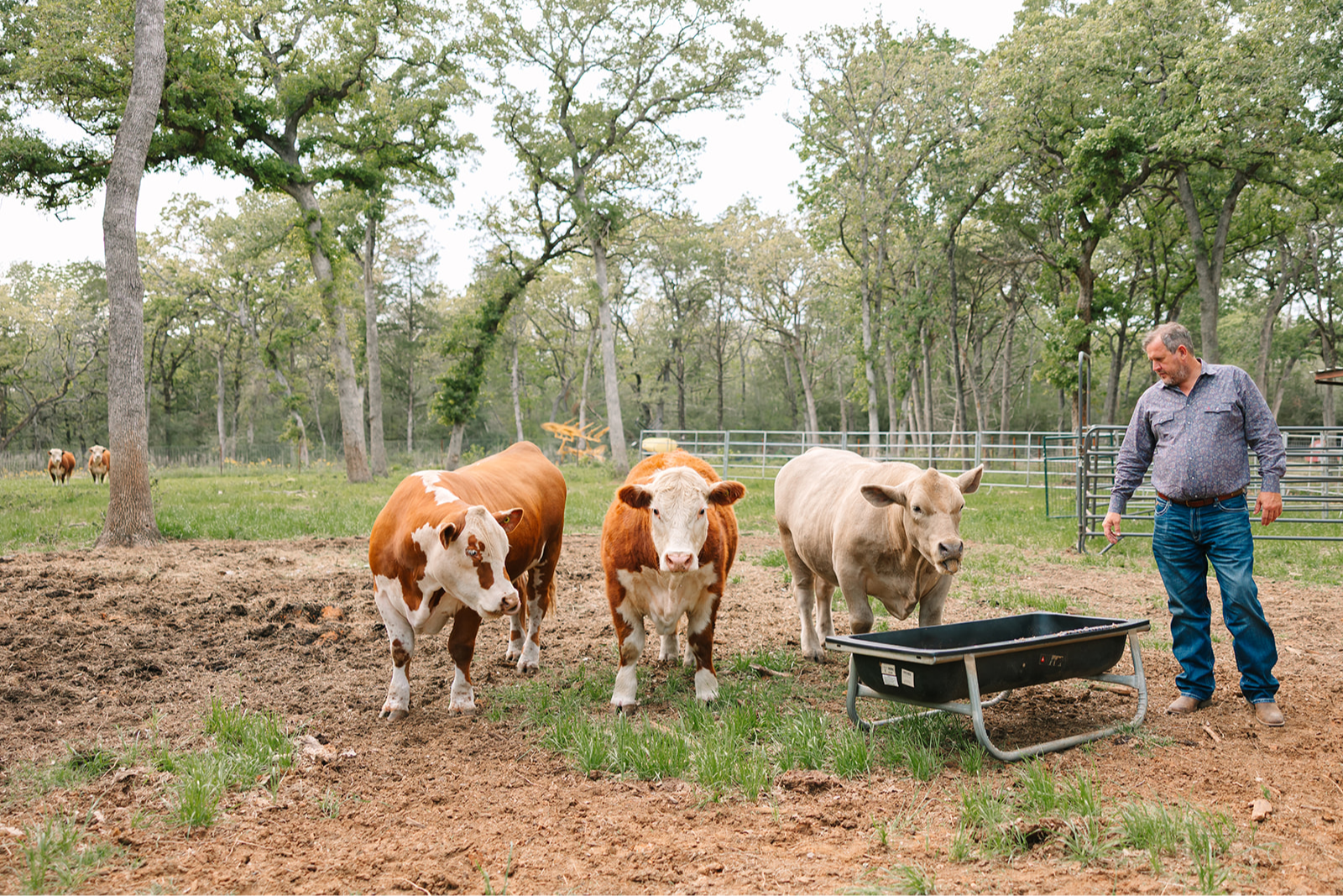 The herd