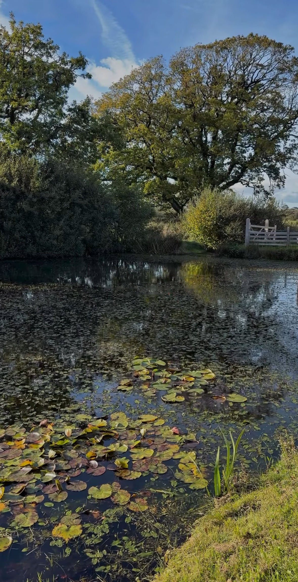 The lily pond