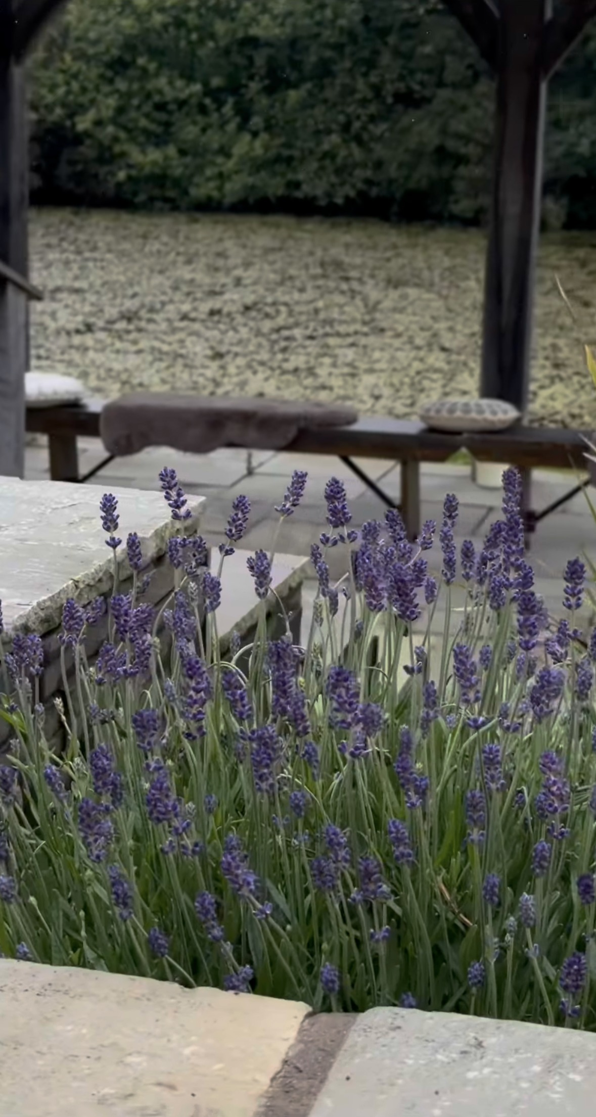 Lavender in the garden