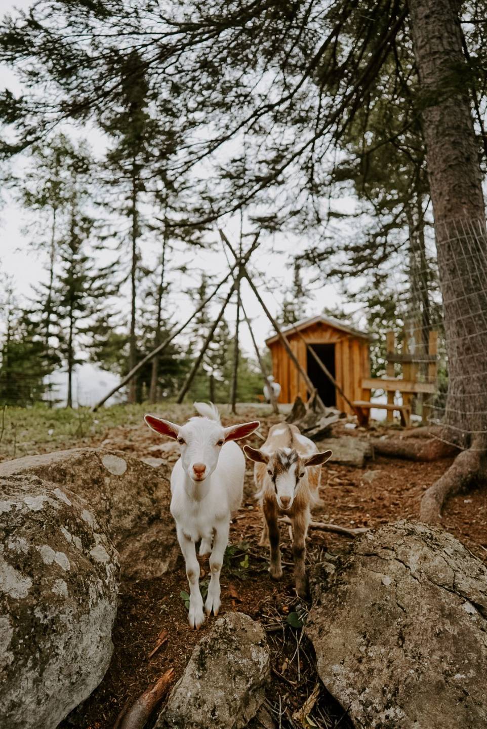 An animal on the land at Klarhet