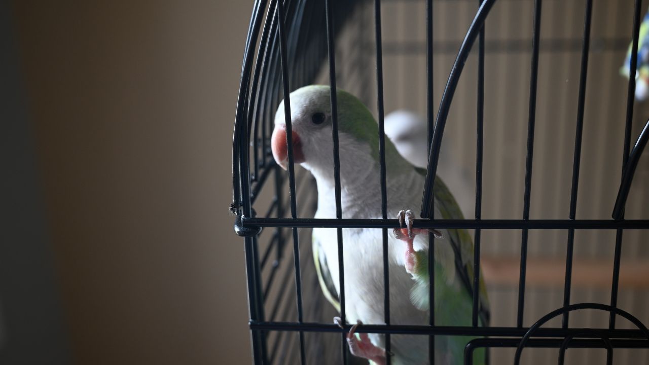 A small white and grey bird hanging inside his cage, looking out (yearning for freedom)