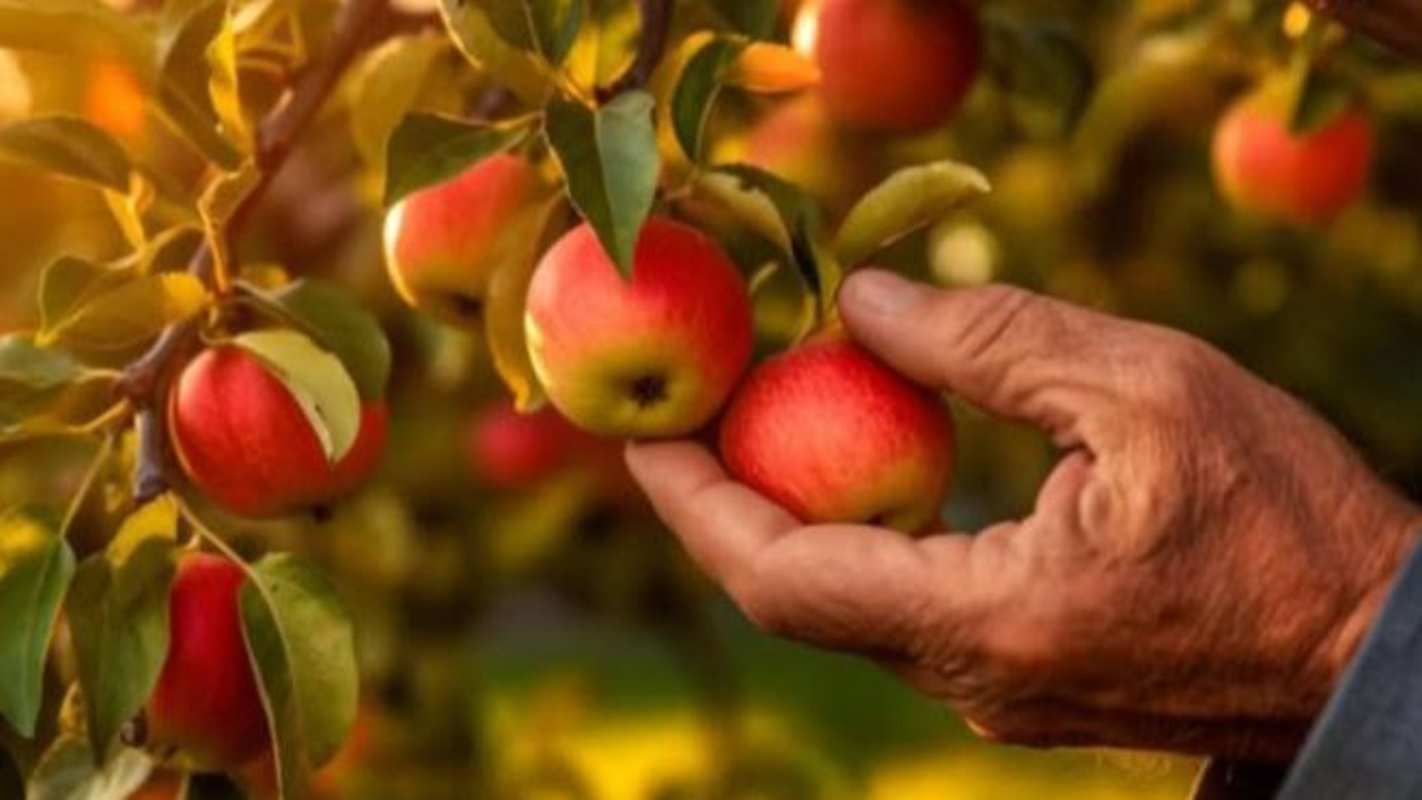 An older man's hand picking a ripe red apple from a tree, in warm afternoon light