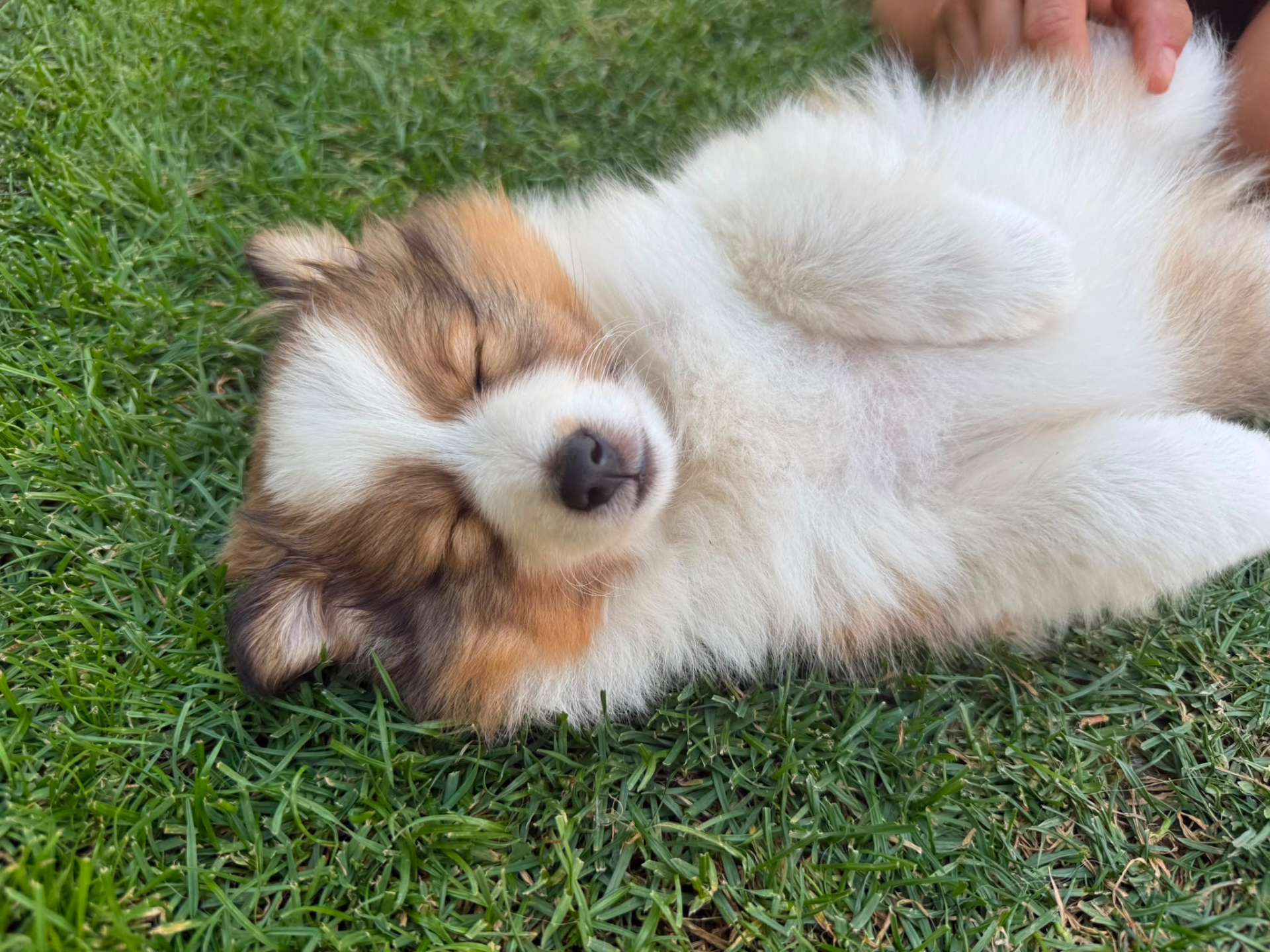 Moira Rose the Shetland Sheepdog puppy