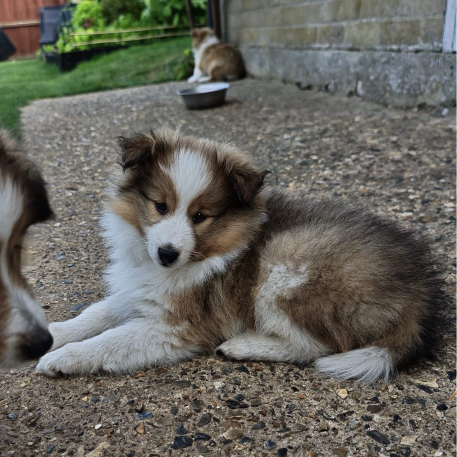Moira Rose the Shetland Sheepdog