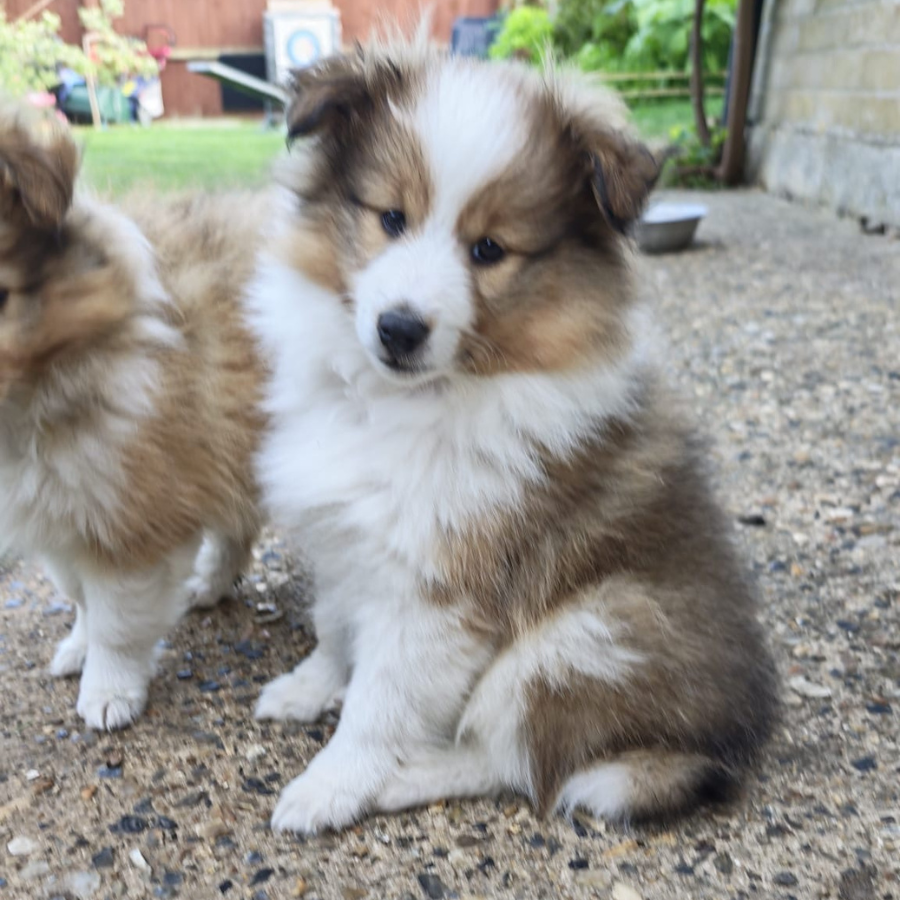 Moira Rose the Shetland Sheepdog puppy