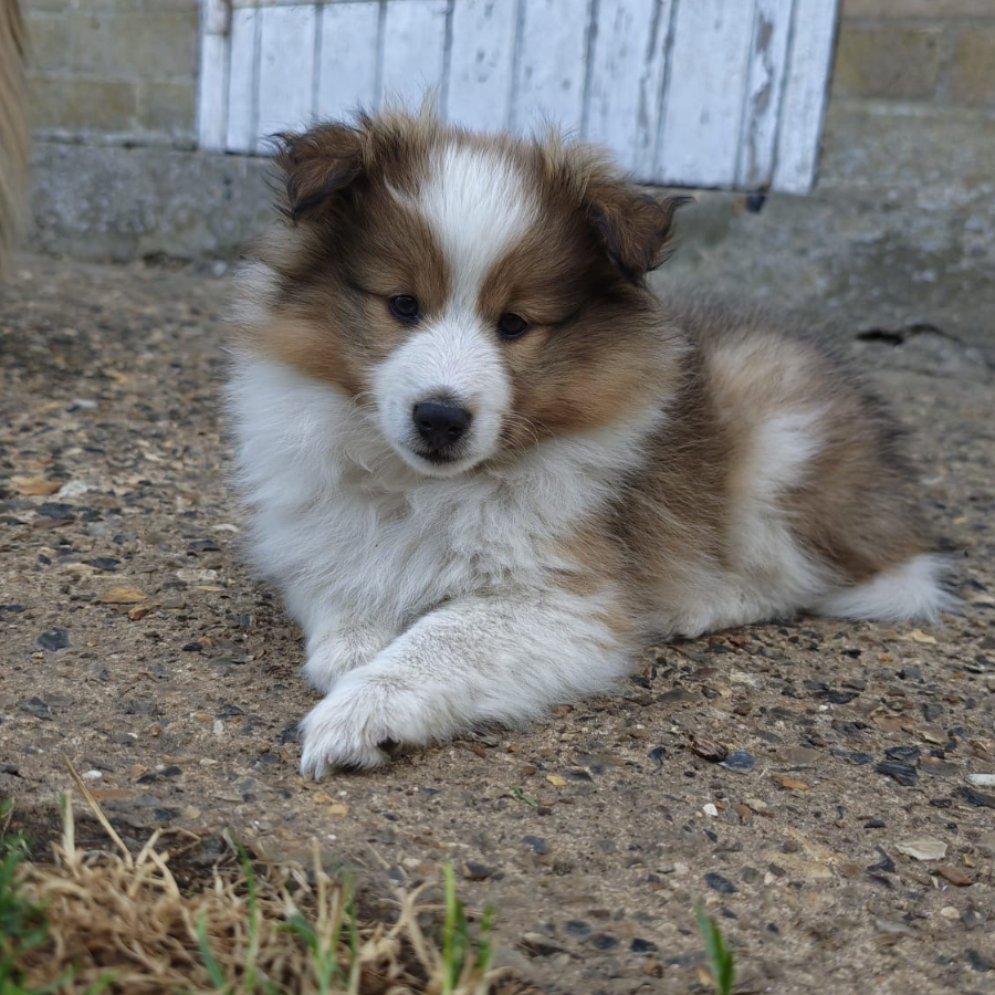 Moira Rose the Shetland Sheepdog