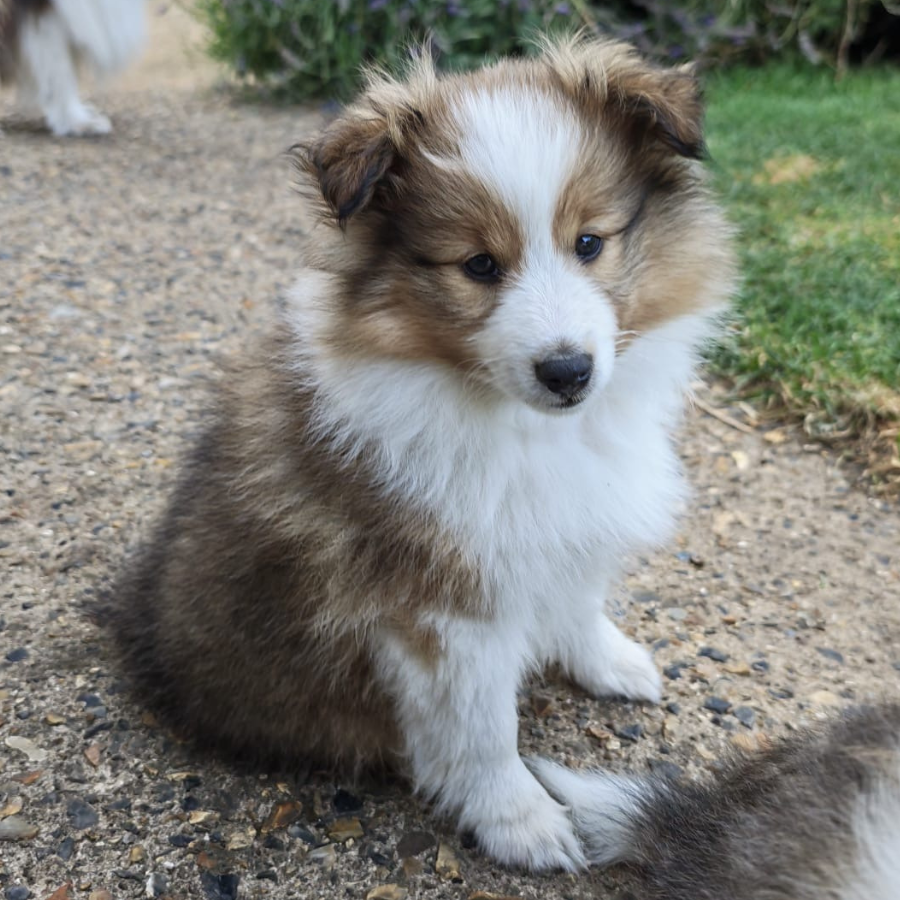 Moira Rose the Shetland Sheepdog puppy