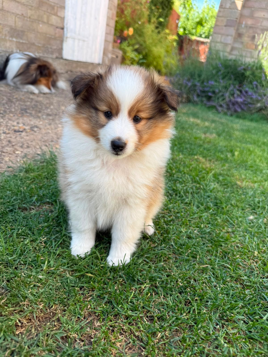 Moira Rose the Shetland Sheepdog puppy