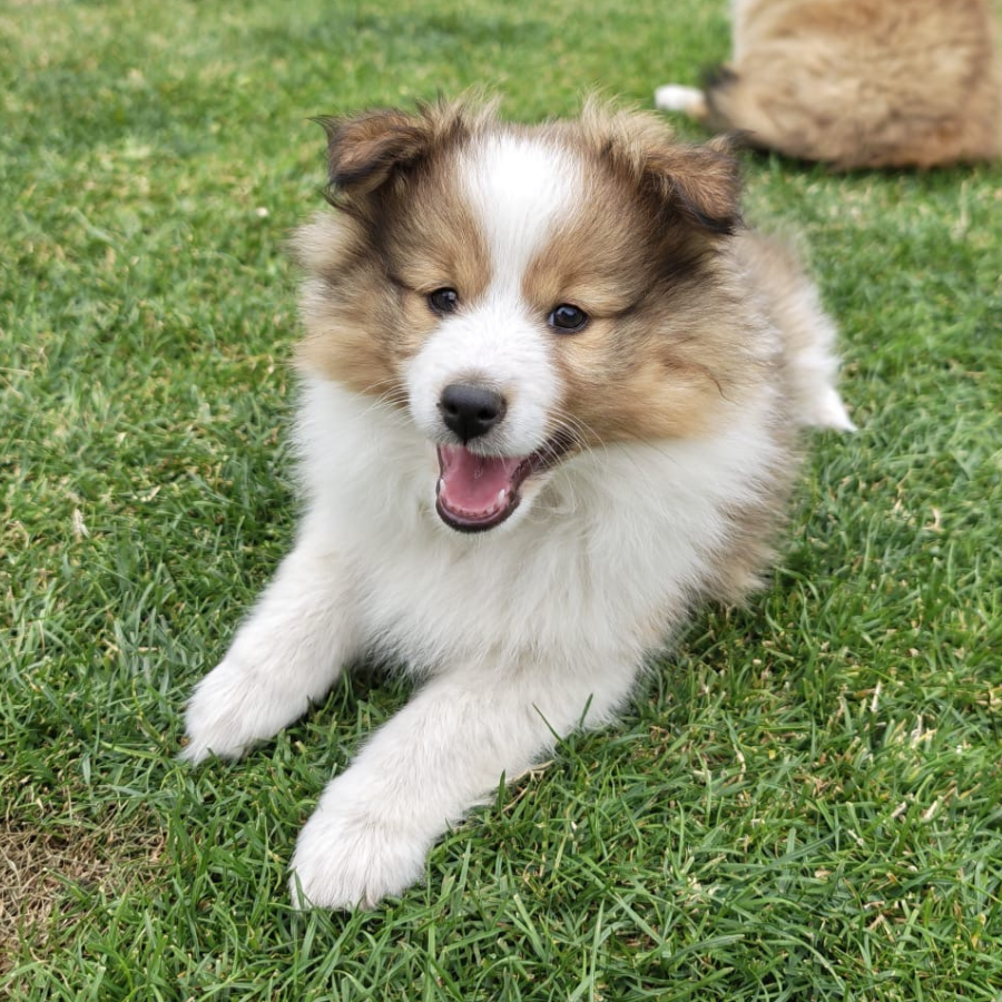 Moira Rose the Shetland Sheepdog puppy