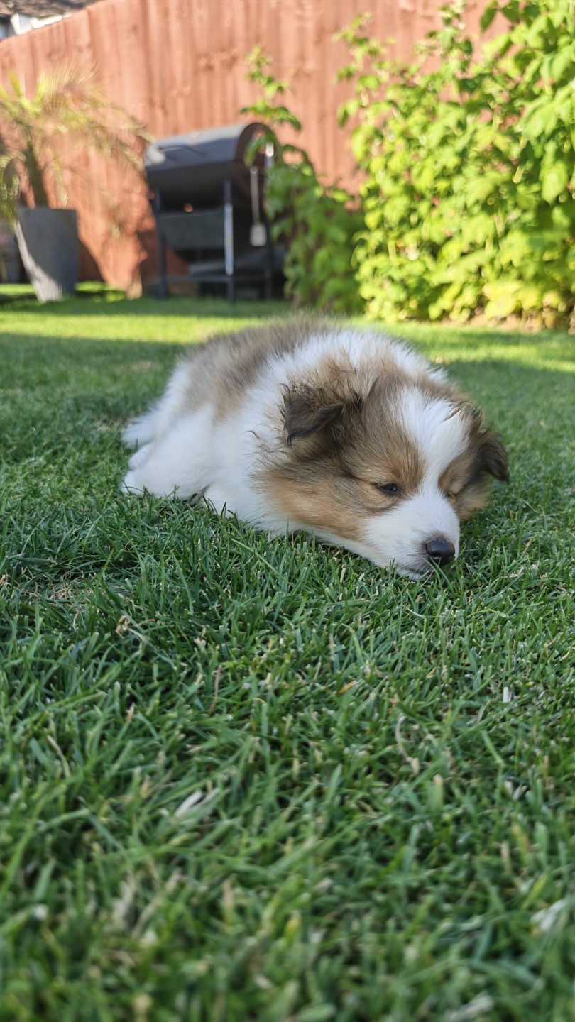 Moira Rose the Shetland Sheepdog puppy