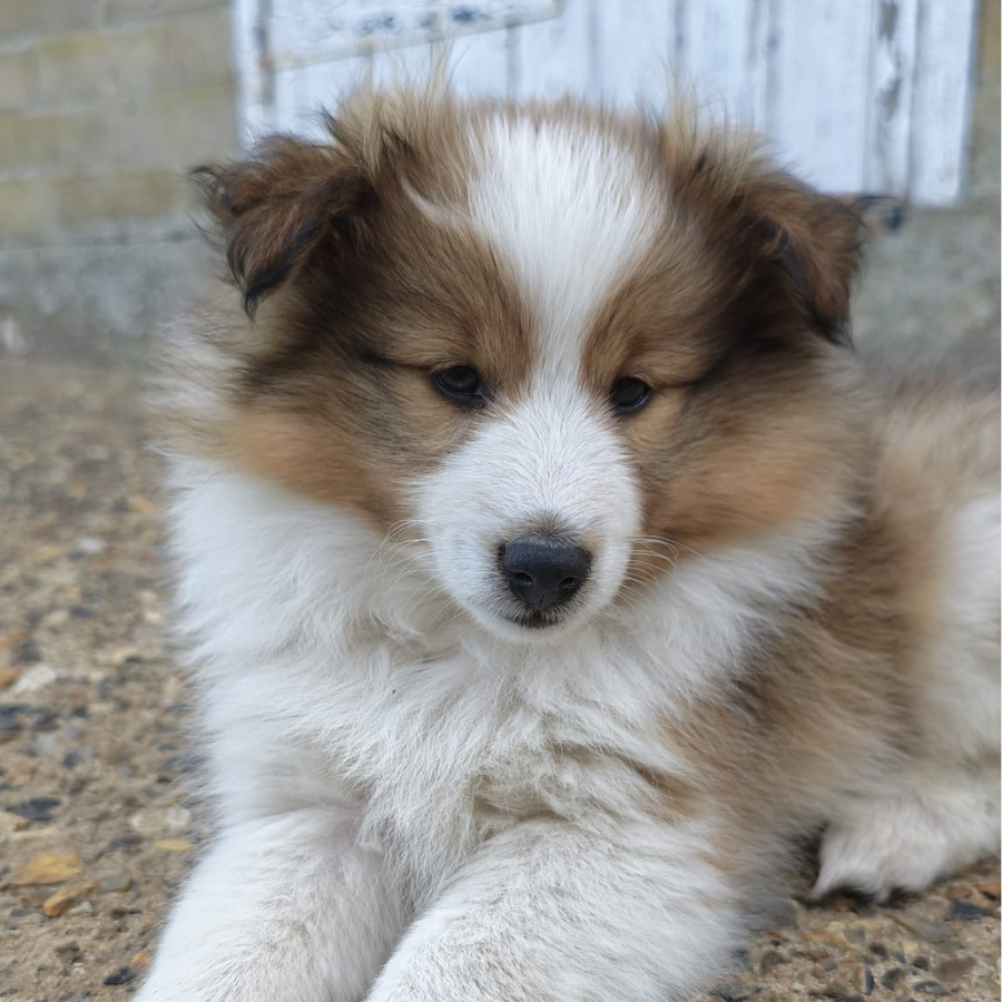 Moira Rose the Shetland Sheepdog