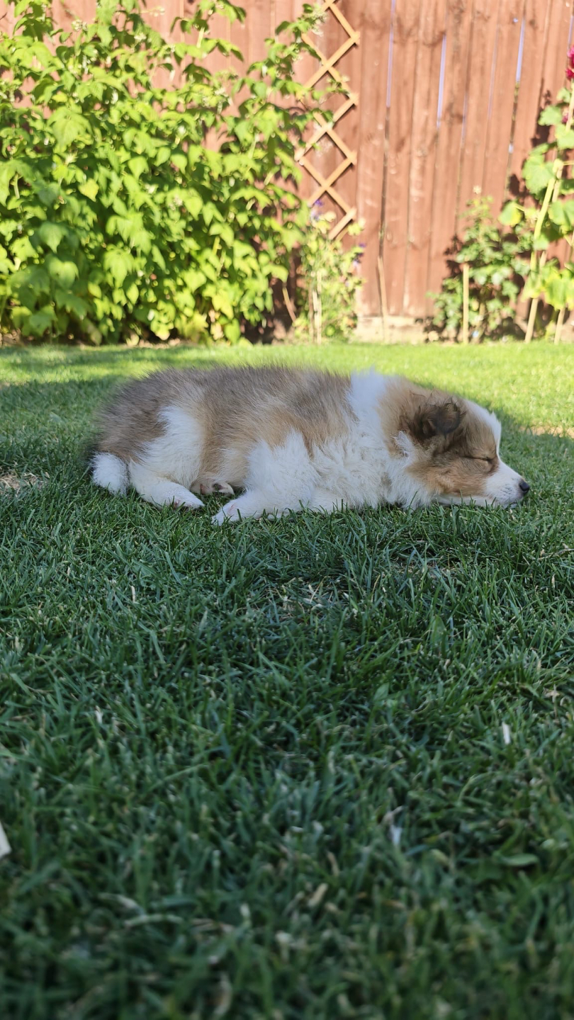 Moira Rose the Shetland Sheepdog puppy