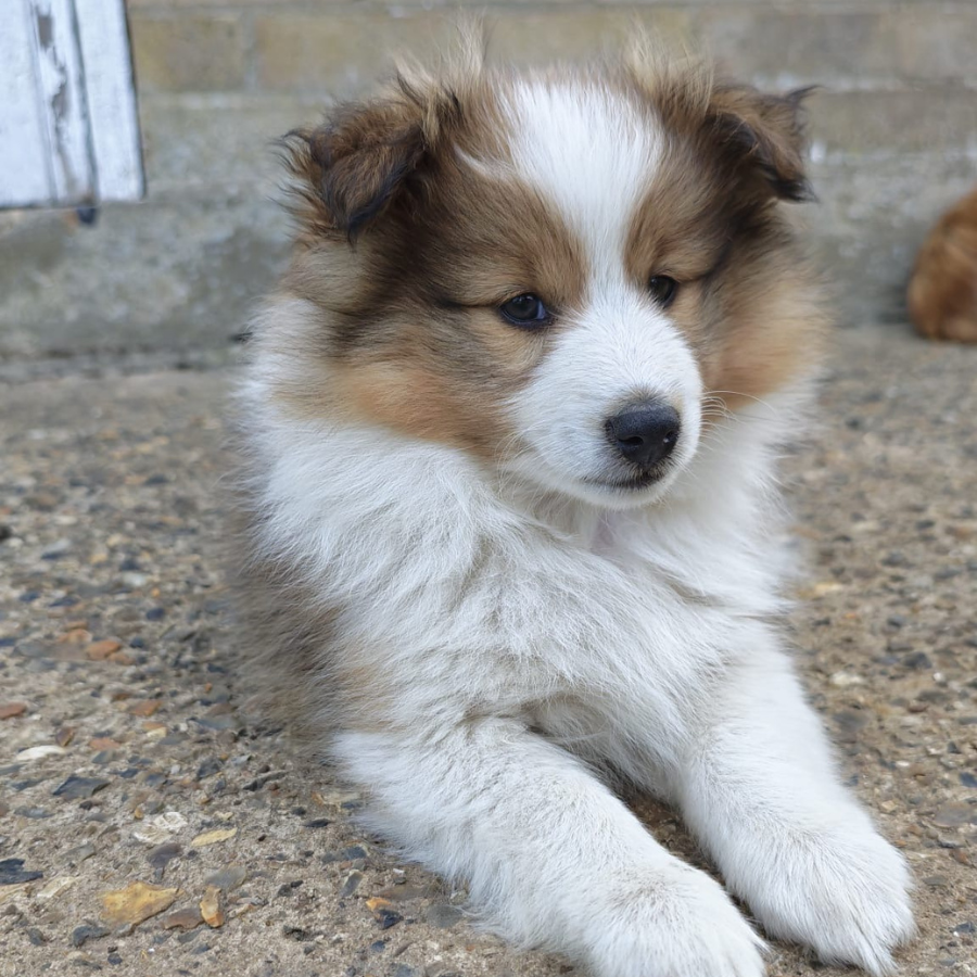 Moira Rose the Shetland Sheepdog