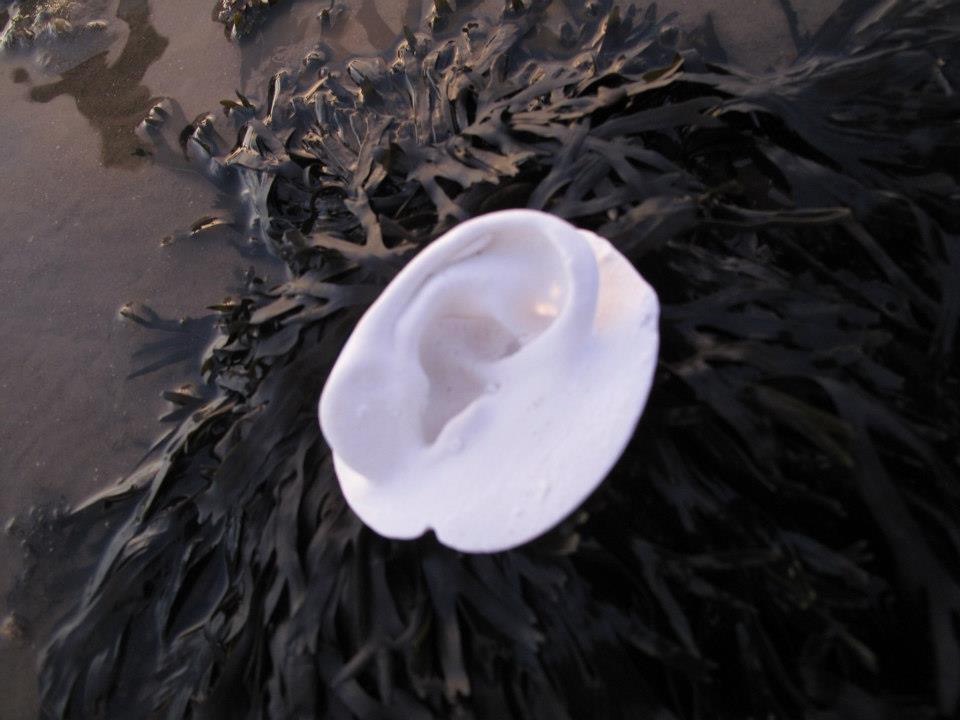 A Word in Your Shell-Like