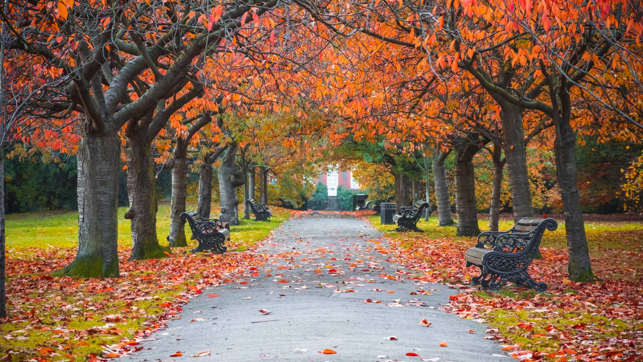 L’automne, l’élément Métal et la réflexologie : un temps pour respirer et lâcher prise
