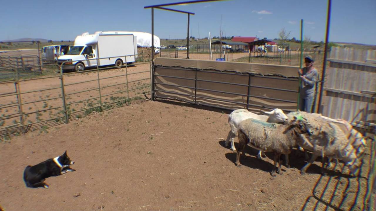Stockdog reading sheep movement and pressure during a herding training session
