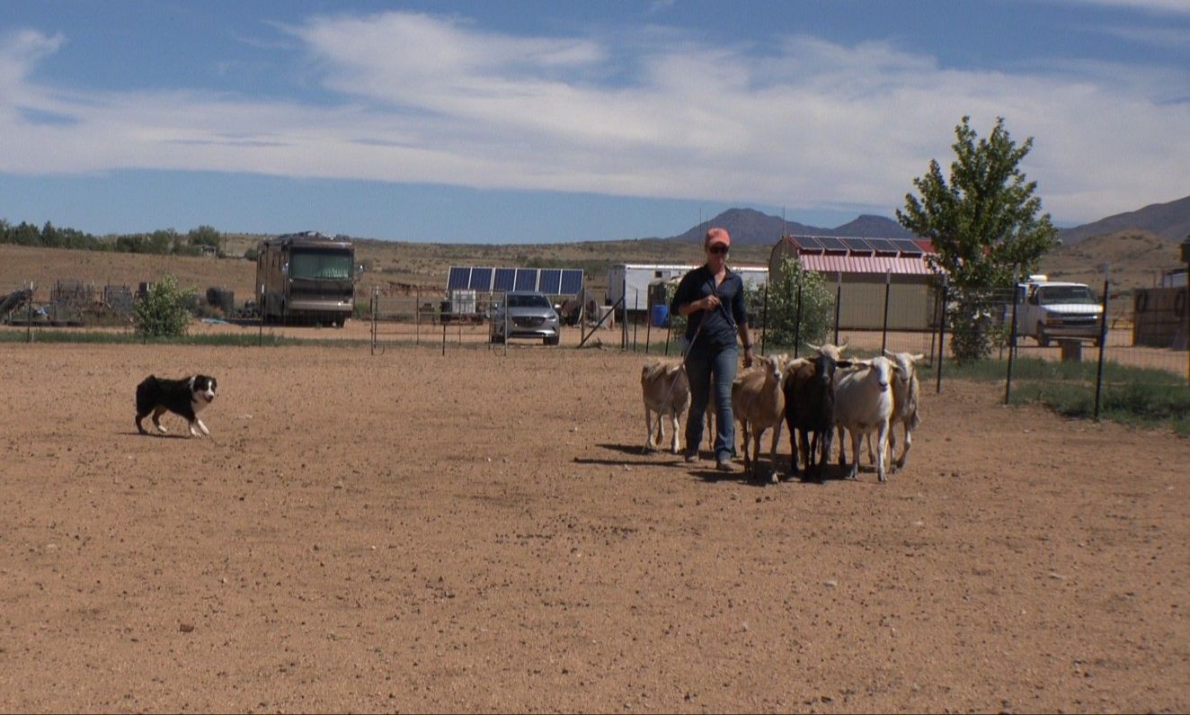 Handler and dog working stock near the draw