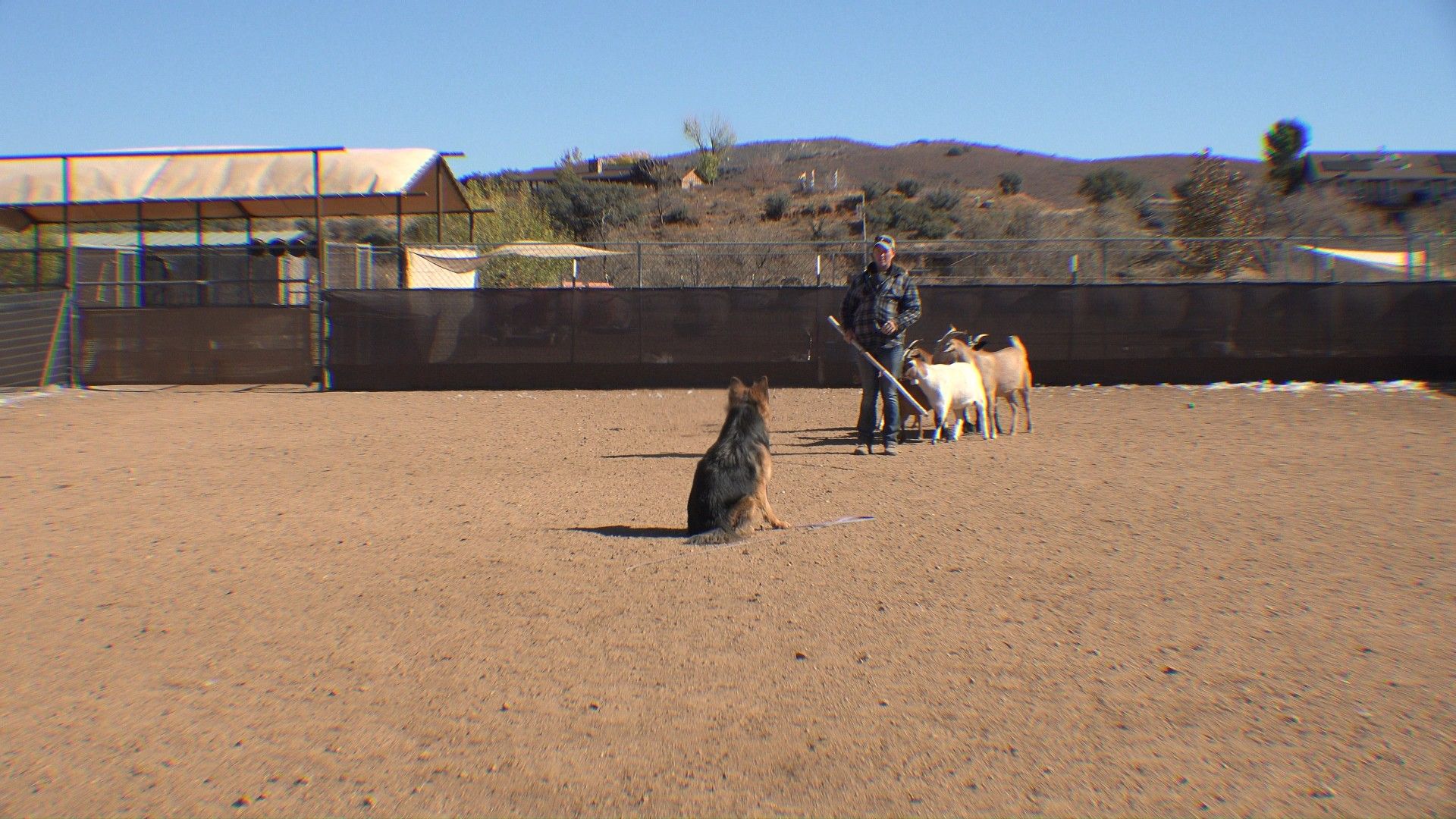 Dog honoring a stop while handler manages stock