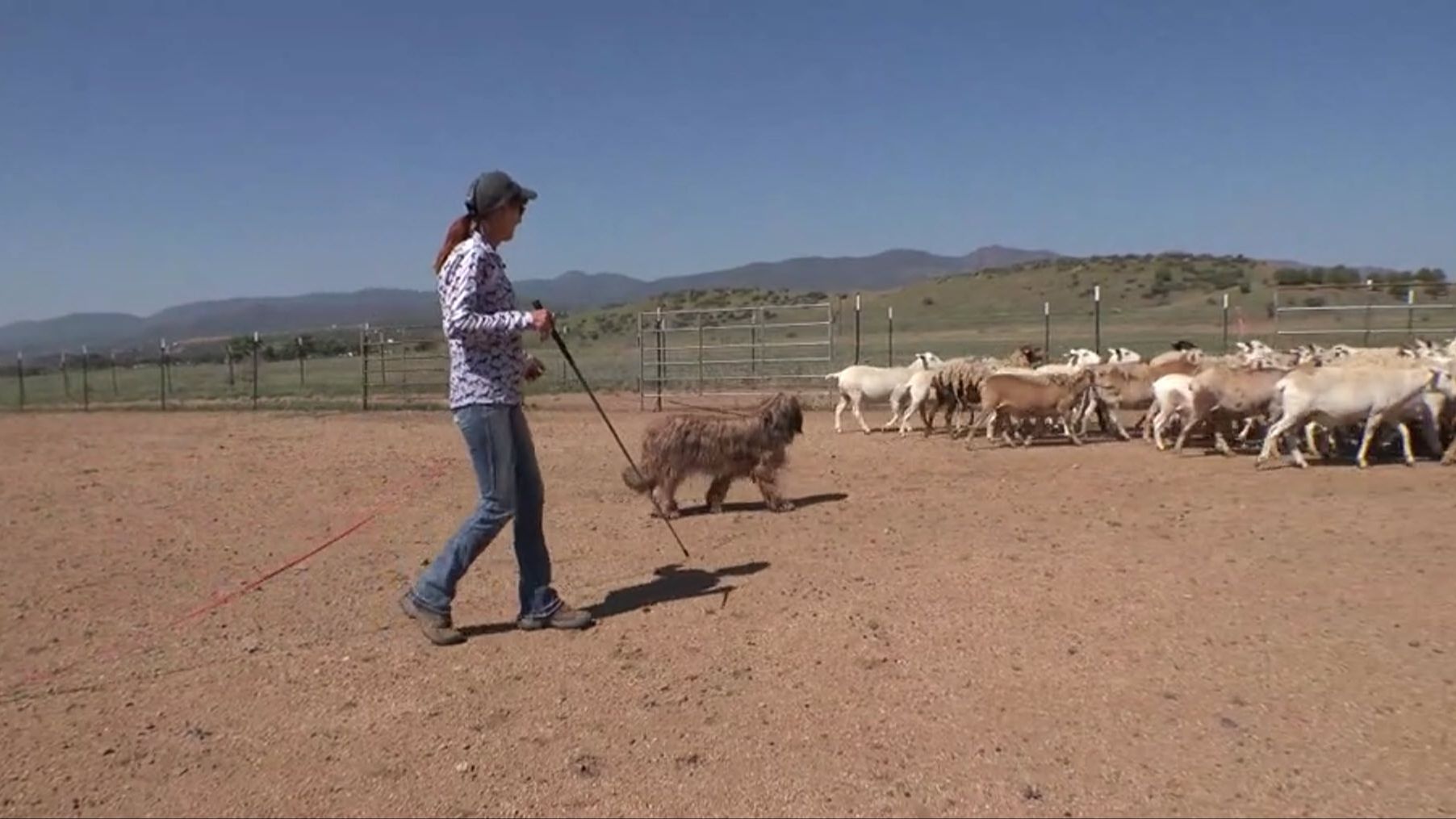 Dog driving stock down a fence line