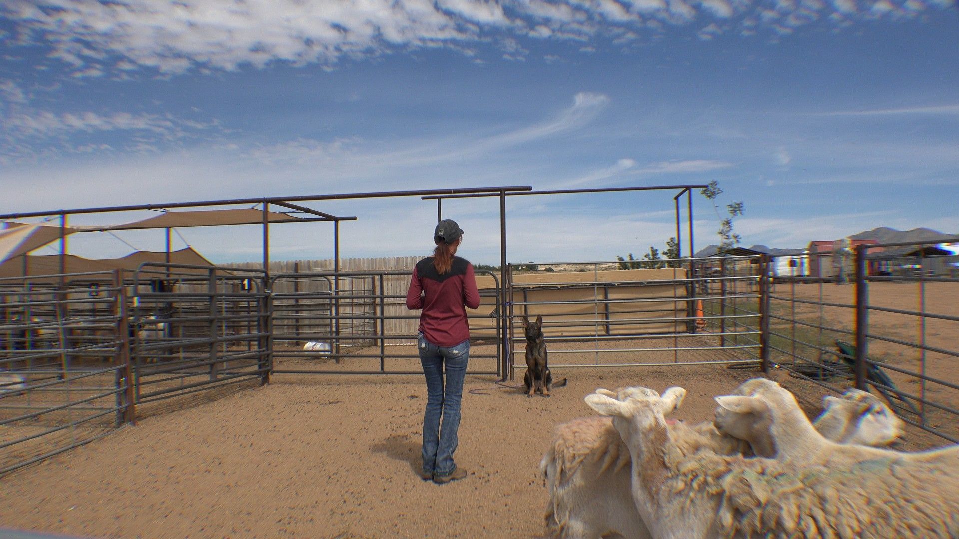 Handler and stockdog working around penned sheep