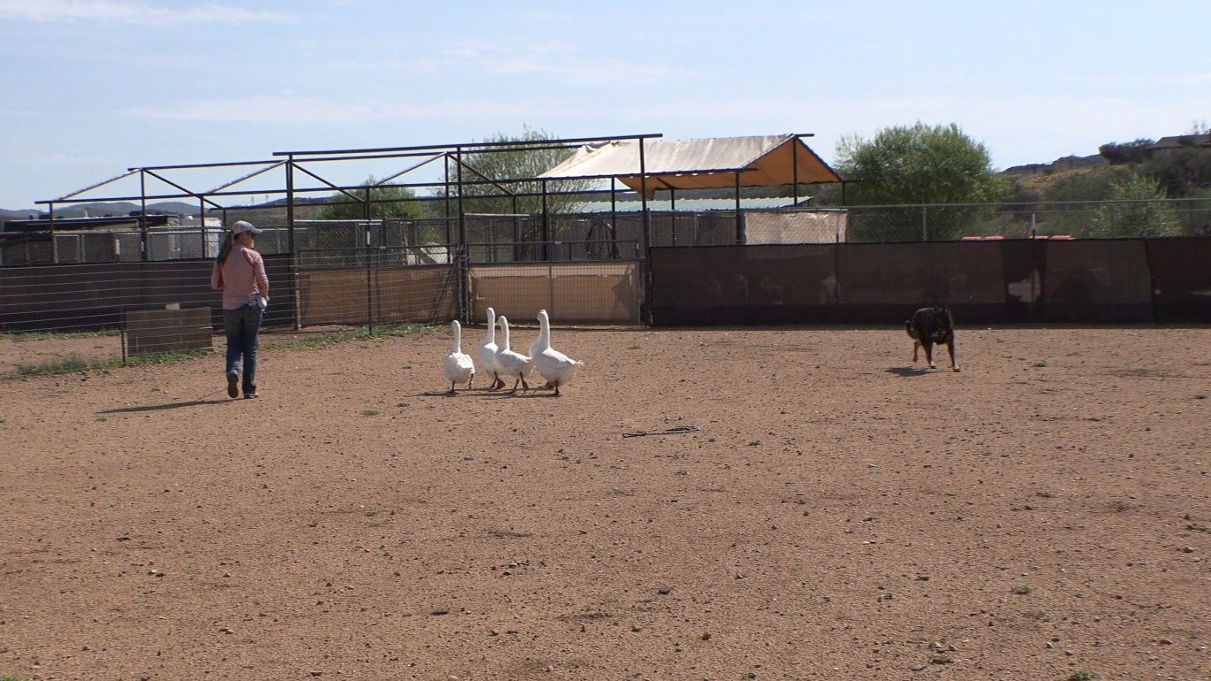 Building the Gather Part 2 - dog casting wide on a big field