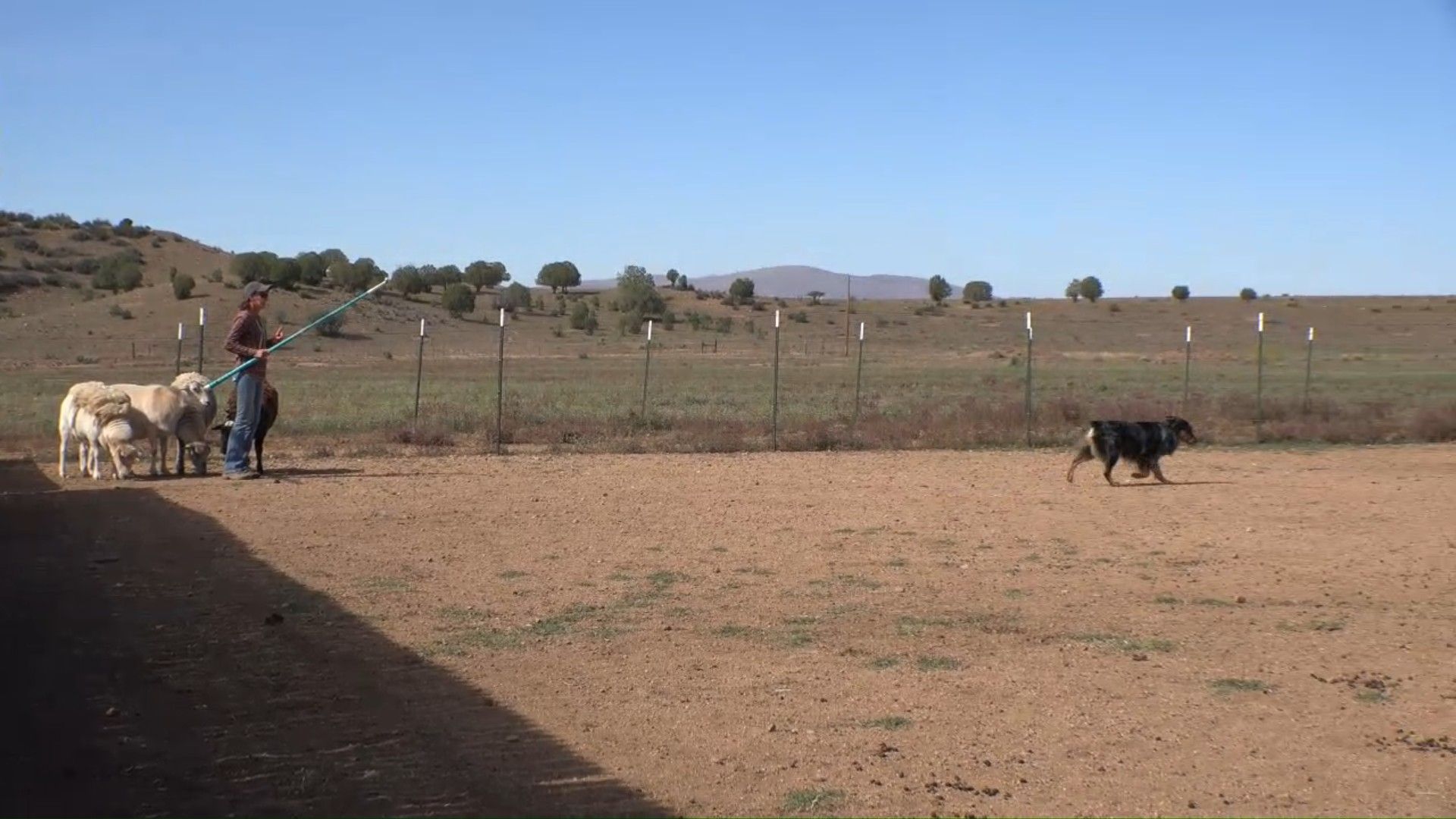 Why this matters - handler working dog on stock