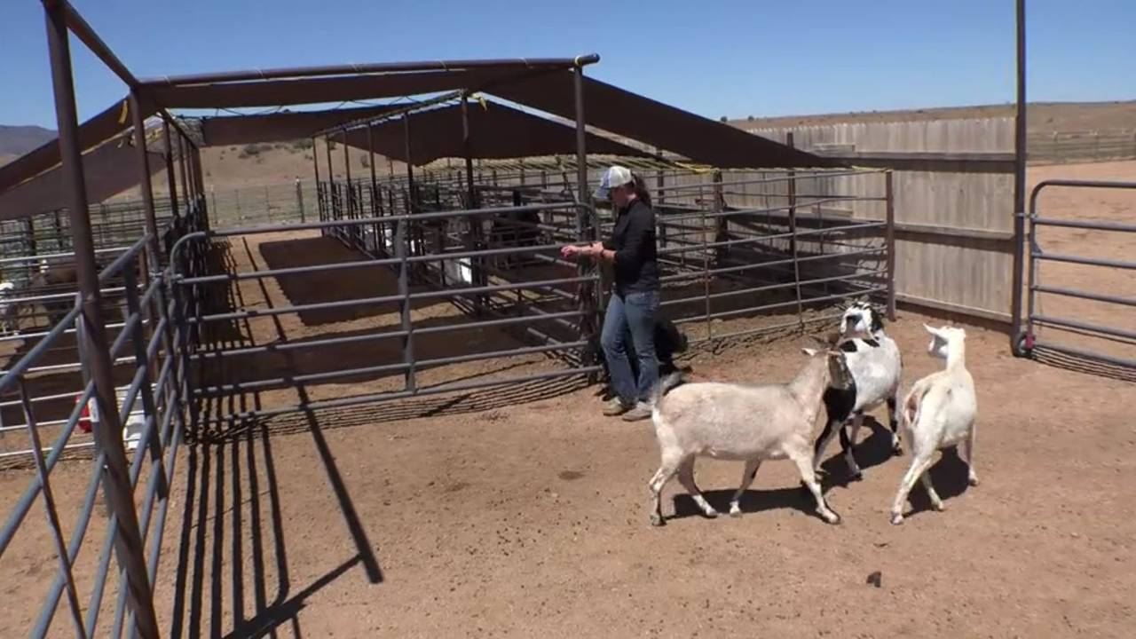 Learn why practical jobs help stockdogs read livestock, build confidence, use instinct, and become better working partners than repetitive drills.